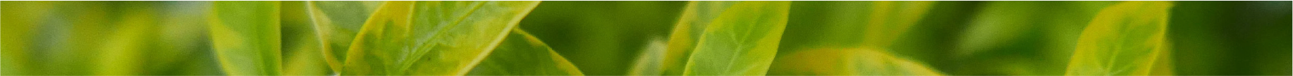bg-blue-divider